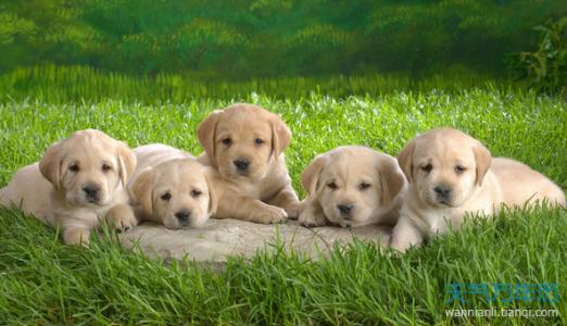 什么样的女小狗名字既洋气又好听呢？