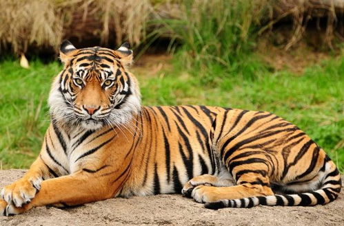 属虎10月5日和10月25日运势分别如何解析？