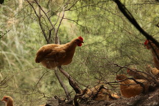 （六） 酉鸡：金气肃杀与心血管系统的养护