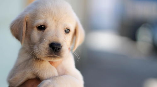 2026年买狗选吉日重要吗？几月份最适合狗狗改名的吉日是哪天？