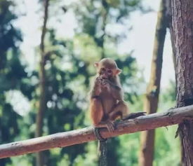 属猴2026年会遭遇家破人亡吗？化解技巧有哪些？