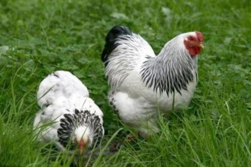 2026年2月属鸡搬家选哪几天最吉利？