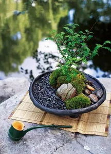 一、 生物学生态学特性与精细化养护管理