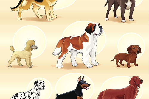 1970年属狗的人是哪一年出生的，他们的金命又是什么含义呢？