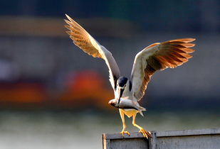 隼代表什么生肖，五光十色代表什么生肖？