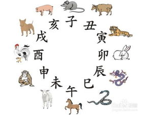 一、 先把属相掰开揉碎讲——十二生肖大乱斗