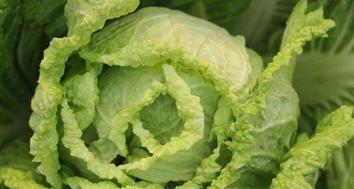 不同情境：白菜梦的花式解读