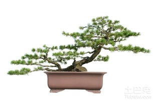 ：五针松的文化与生态价值概述