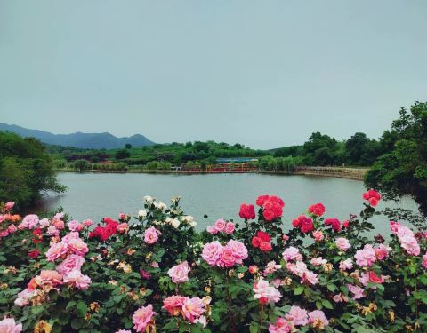 襄阳玫瑰园：一个让你心碎又心醉的地方