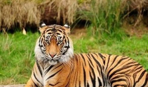 1974年属虎男性2026年全年运势如何？