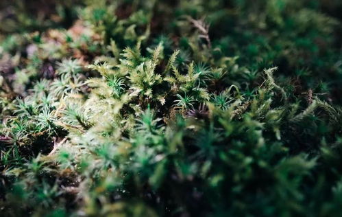 理解双子座：一场永无止境的心理博弈