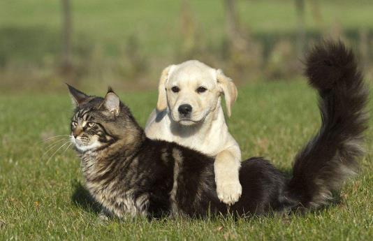 2026年对1946年出生的属狗人是否会有特别挑战，他们何时会迎来人生中最顺遂的时期？