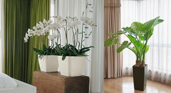 三、  植物风水：生机与衰败的象征意义及其影响