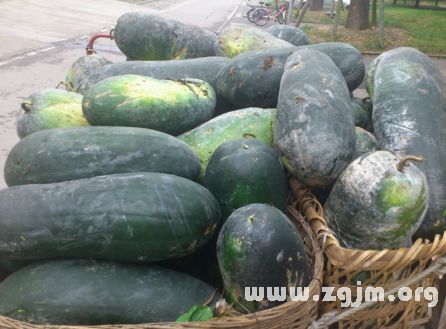 晚上梦见冬瓜忒别大，这是什么预兆或含义呢？