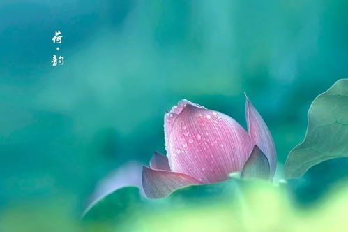 ：归宿概念之多维阐释