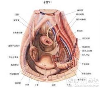 一、彩超：第一道关卡，看一眼就能了解