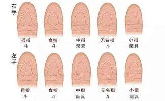 性格互补模型及其社会周边环境意义