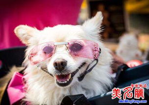 金毛女宝宝取名，如何将木火通明狗年女宝改写为两个字的长尾？