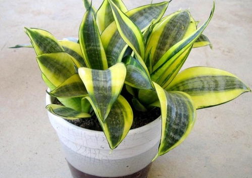 土壤与基质选择