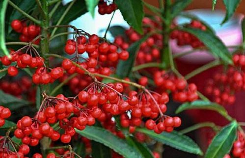 高身木瓶：东部的长腿欧巴