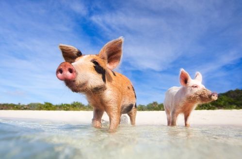 83年属猪人注定婚姻状况如何，伴侣匹配度怎样？