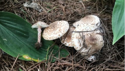 八、 肉褐鳞环柄菇（Inocybe erubescens）