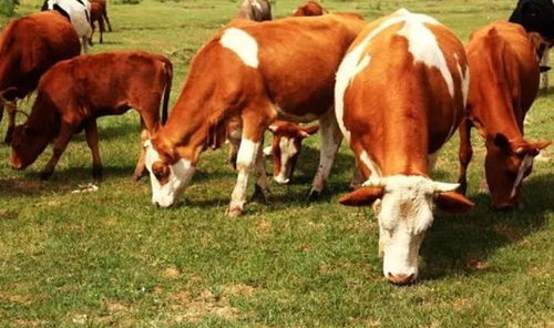 牛人出生是否自带风水，这其中的奥秘究竟是怎样的呢？