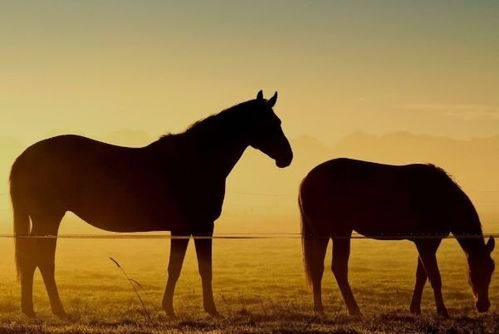 地动山摇指的是哪个生肖？这个生肖的精准答案是什么意思？