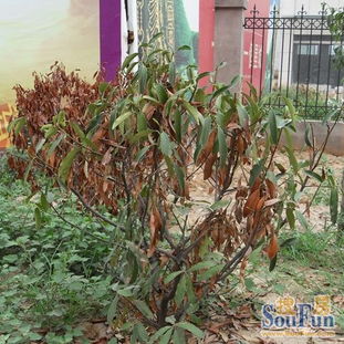 二、 围墙外植被选择对风水气场的影响机制