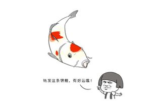 （一） 子鼠：水智灵动与情绪稳态的关联