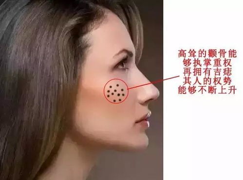 颧骨的构造及其所代表的嫩量场