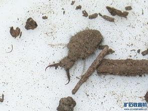 坟头蚂蚁吉凶预测：坟头出现蚂蚁预示着是福是祸？