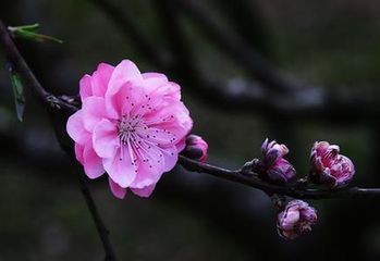 一、 桃花位的方位学说及其在居室中的具体落实