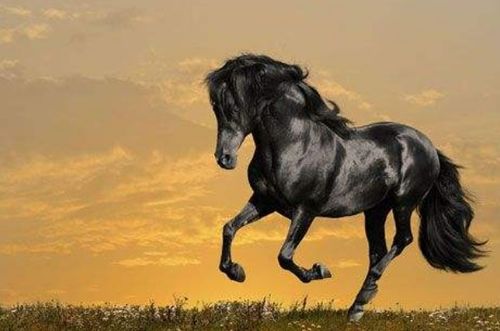 1978年出生属马女性在2026年本命年运势如何？