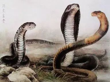 2026年属蛇感情运势如何，2026属蛇感情预测会有哪些变化？