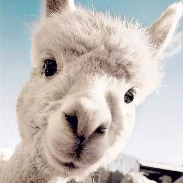 生肖羊：温顺善良的和谐构建