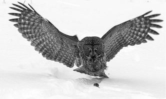 四柱八字中杀枭星对命理有何影响？枭印赋原文如何解读？