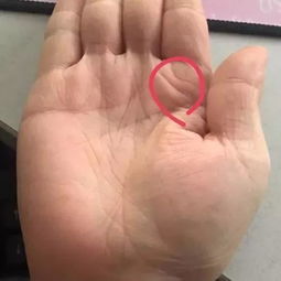 二、  手指形态与比例：智慧与权力的象征符号