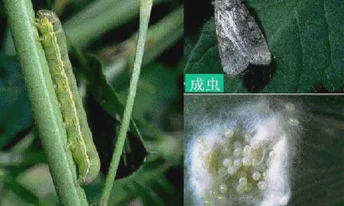 三、 病虫害防治策略及其实施要点