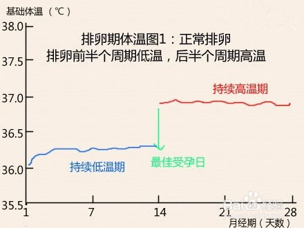 排卵期体温改变的原因