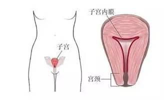 绝经后女性群体：更少则无罪