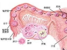 卵巢更多囊是个啥？为啥要检查？