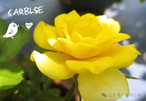 黄花女儿指的是哪个生肖呢？