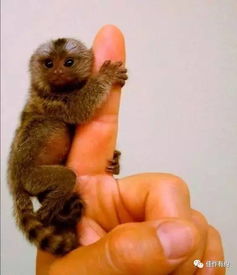 手足舞蹈指的是哪个生肖？手足相连的生肖动物是什么？