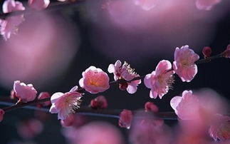 第二节：心理状态学视角下的阐述机制