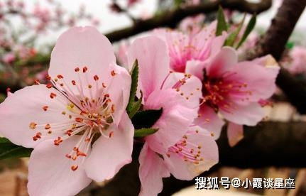 今天十二生肖中哪个生肖的桃花运最为旺盛？