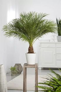 净化环境与提升嫩量