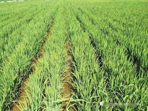 四、  栽培技术体系与优良品种的选育推广