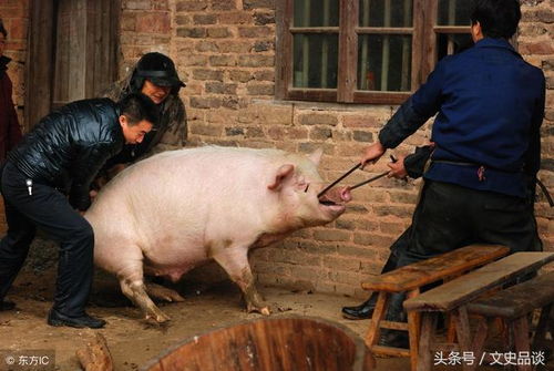 鸡、 狗、猪：吉祥忠诚与富足团圆