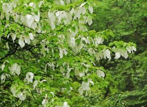 家里摆放盆栽榕树对风水有好处吗？